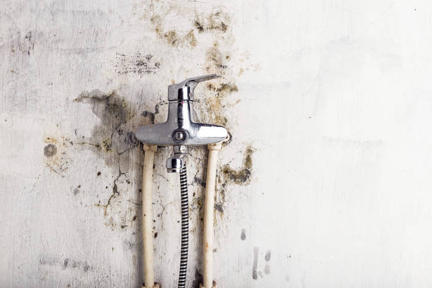 Best Emergency Mold Remediation in Pierre Part, LA